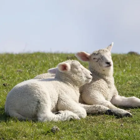 Apartment Habel An Der Nordsee Reußenköge